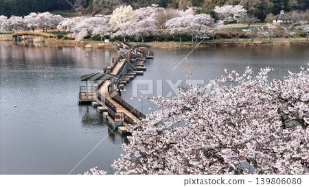 鳥瞰平津沼盛開的櫻花 鳥瞰平津沼盛開的櫻花 139806080
