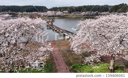 鳥瞰平津沼盛開的櫻花 139806081