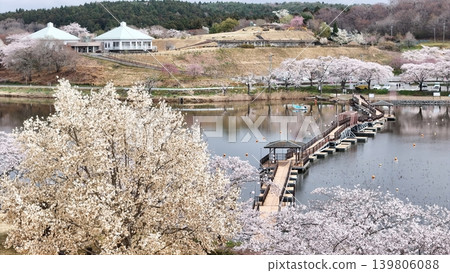 鳥瞰平津沼盛開的櫻花 鳥瞰平津沼盛開的櫻花 139806088