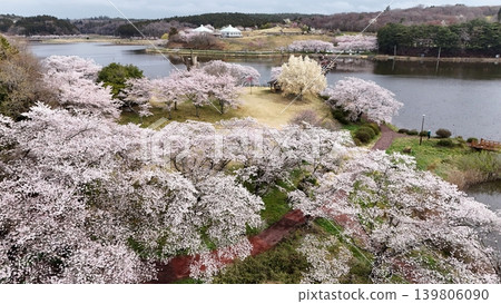 鳥瞰平津沼盛開的櫻花 鳥瞰平津沼盛開的櫻花 139806090