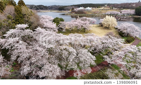 鳥瞰平津沼盛開的櫻花 139806091