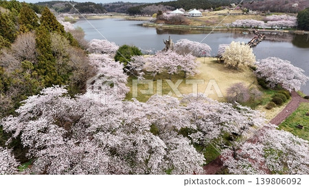 鳥瞰平津沼盛開的櫻花 鳥瞰平津沼盛開的櫻花 139806092