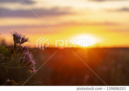 Flowering thistles in the foreground with golden sunsets over a tranquil rural landscape, symbolizing relaxation and holidays in the countryside of Argentina. Flowering thistles in the foreground with golden sunsets over a tranquil rural landscape, symbolizing relaxation and holidays in the countryside of Argentina. 139806201