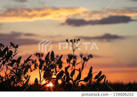 Backlit field illuminated by the golden light of sunset. Tranquil rural landscape, symbolizing relaxation and sustainable living in the Argentine countryside. Backlit field illuminated by the golden light of sunset. Tranquil rural landscape, symbolizing relaxation and sustainable living in the Argentine countryside. 139806202