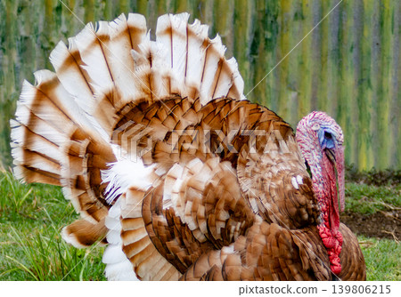 Close up of a male turkey displaying full fanned tail and vibrant plumage Close up of a male turkey displaying full fanned tail and vibrant plumage 139806215