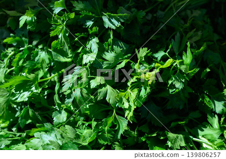 Fresh green cilantro bunches are being prepared in a vibrant market for cooking and seasoning dishes 139806257