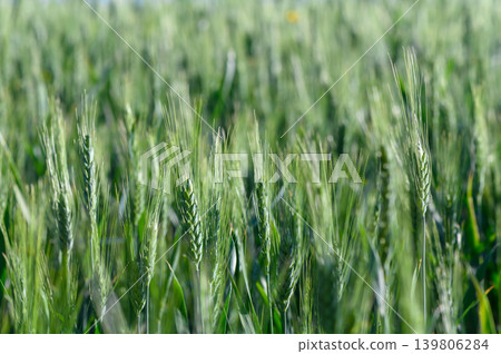 Green wheat sways gently in the warm sunlight of a summer afternoon in a vast open field Green wheat sways gently in the warm sunlight of a summer afternoon in a vast open field 139806284