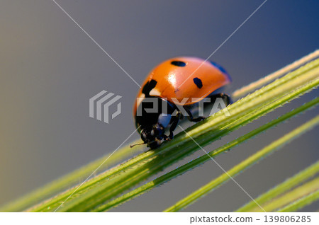 Delicate ladybug explores vibrant green blades of grass under soft sunlight in a serene garden setting Delicate ladybug explores vibrant green blades of grass under soft sunlight in a serene garden setting 139806285