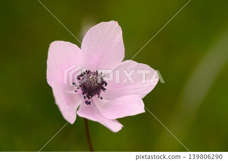Delicate pink flower blooming in a vibrant green meadow under bright sunlight Delicate pink flower blooming in a vibrant green meadow under bright sunlight 139806290