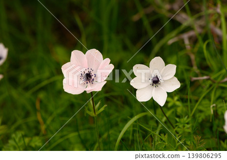 Delicate anemones blooming in a lush green meadow during a serene spring Delicate anemones blooming in a lush green meadow during a serene spring 139806295