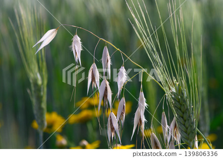 Golden wheat sways gently under a warm sun in a tranquil field of nature, showcasing the beauty of agricultural abundance Golden wheat sways gently under a warm sun in a tranquil field of nature, showcasing the beauty of agricultural abundance 139806336