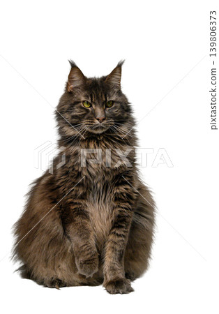 Maine Coon Cat in Perfect Show Pose Sitting on White 139806373