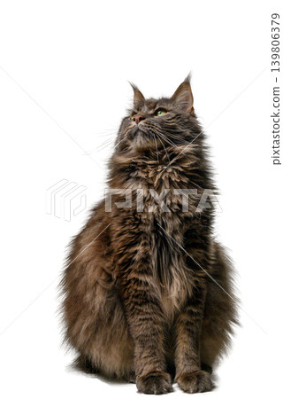 Maine Coon Sitting in Studio, Ample Copy Space Maine Coon Sitting in Studio, Ample Copy Space 139806379