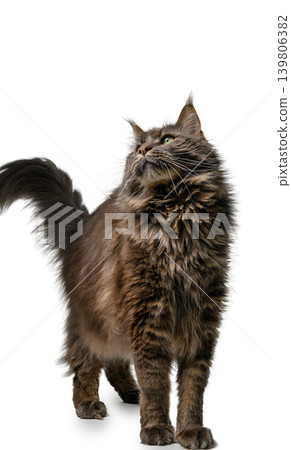 Maine Coon Cat Standing on All Fours on White Background 139806382