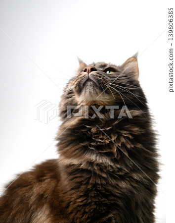 Maine Coon Cat Sitting on White Background 139806385