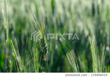 Lush green wheat field glistening in the golden sunlight of a tranquil summer afternoon Lush green wheat field glistening in the golden sunlight of a tranquil summer afternoon 139806410