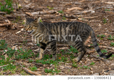 Striped feline explores a wooded area during the golden hour of a clear afternoon in nature 139806411