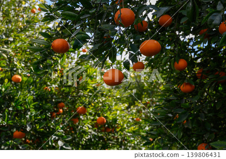 Bright orange citrus fruits hang in abundance on lush green trees under a vibrant blue sky in a sunlit orchard during harvest season Bright orange citrus fruits hang in abundance on lush green trees under a vibrant blue sky in a sunlit orchard during harvest season 139806431