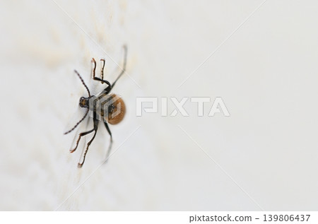 Tiny insect explores a smooth white surface in a home setting during daylight hours Tiny insect explores a smooth white surface in a home setting during daylight hours 139806437