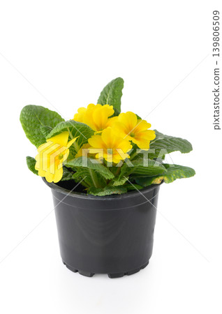 Primula Perennial Flowering Plant with Bright Yellow Flowers 139806509