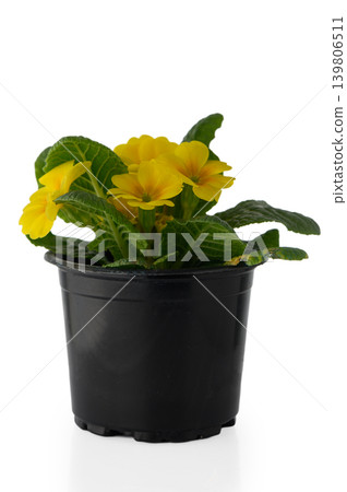 Primula Vulgaris Common Primrose Plant Isolated on White Background Primula Vulgaris Common Primrose Plant Isolated on White Background 139806511