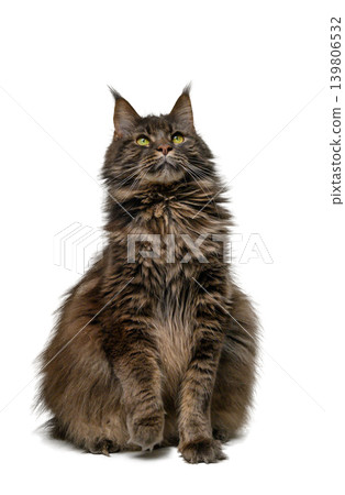 Large Maine Coon Cat Sitting on White Studio Background 139806532