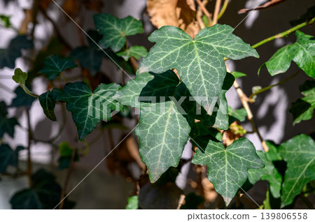 Ivy climbing a wall, Hedera helix texture Ivy climbing a wall, Hedera helix texture 139806558