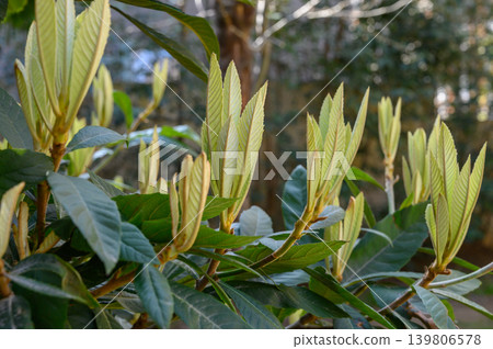 Loquat tree Eriobotrya japonica in spring growth Loquat tree Eriobotrya japonica in spring growth 139806578