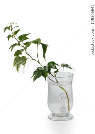 Minimalist Ivy Cutting in Glass Mug on White Background Minimalist Ivy Cutting in Glass Mug on White Background 139806642