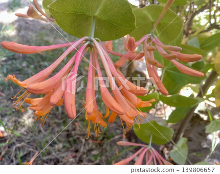Lonicera orange flower in the garden Lonicera orange flower in the garden 139806657