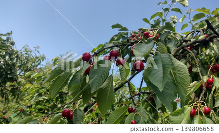 Cherry red fruits on the tree in the spring garden Cherry red fruits on the tree in the spring garden 139806658