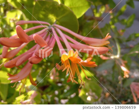 Lonicera orange flower in the garden Lonicera orange flower in the garden 139806659