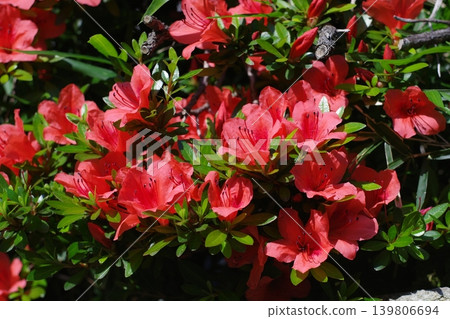 紅杜鵑花 紅杜鵑花 139806694
