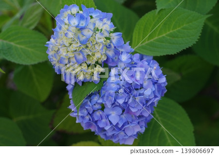 Blue hydrangea 139806697