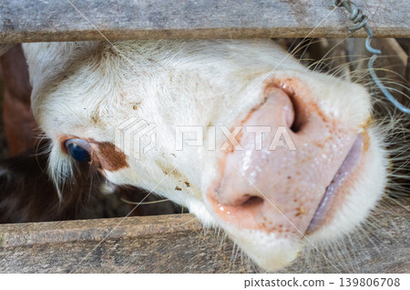 Curious brown-and-white calf peeking through a weathered wooden fence.Close-up moment of rural farm life and innocence Curious brown-and-white calf peeking through a weathered wooden fence.Close-up moment of rural farm life and innocence 139806708