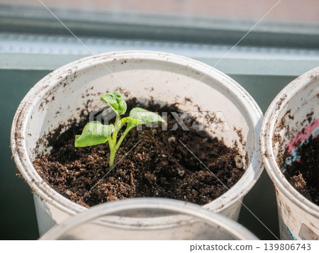 Small green seedling growing in a white plastic pot. Concept of gardening, new life, growth, and sustainable living for spring. Small green seedling growing in a white plastic pot. Concept of gardening, new life, growth, and sustainable living for spring. 139806743
