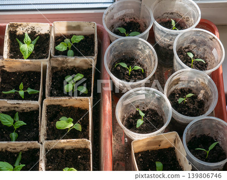 Green plant sprouts growing in recycled plastic containers for organic home gardening. Early spring seedlings on windowsill nurture concept. Green plant sprouts growing in recycled plastic containers for organic home gardening. Early spring seedlings on windowsill nurture concept. 139806746