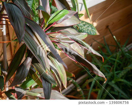 Decorative cordyline plant with long dark green leaves and pink edges. Indoor plant for home decor and nature concept. Decorative cordyline plant with long dark green leaves and pink edges. Indoor plant for home decor and nature concept. 139806756