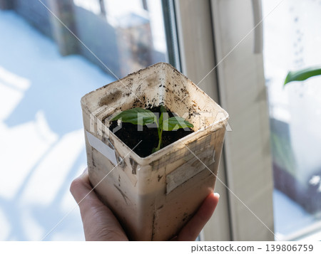 Woman holding young green plant seedling in a pot. Spring gardening and nature concept for growing new life and environmental care. Woman holding young green plant seedling in a pot. Spring gardening and nature concept for growing new life and environmental care. 139806759