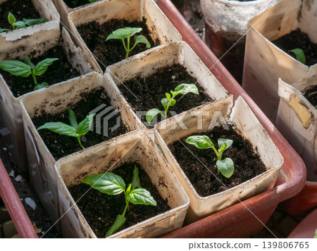 Young green sprouts growing in small individual pots. Concept of new life propagation, gardening, agriculture, and sustainable living. Young green sprouts growing in small individual pots. Concept of new life propagation, gardening, agriculture, and sustainable living. 139806765