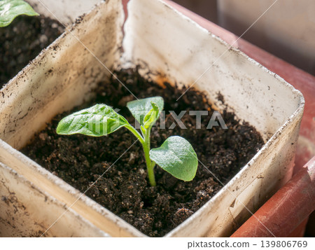 Green seedling in pot growing from soil. Concept of new life, natural growth and springtime gardening for planting and agriculture project. Green seedling in pot growing from soil. Concept of new life, natural growth and springtime gardening for planting and agriculture project. 139806769