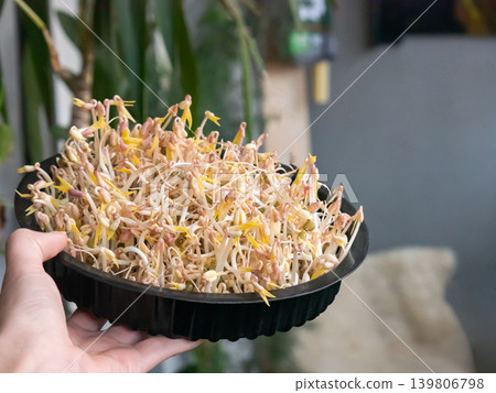 Woman holding a black container full of fresh mung bean sprouts, ready for cooking and healthy eating concept Woman holding a black container full of fresh mung bean sprouts, ready for cooking and healthy eating concept 139806798