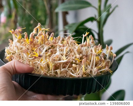 Woman holding a black container full of mung bean sprouts. Growing healthy microgreens for fresh food and vegetarian diet. Woman holding a black container full of mung bean sprouts. Growing healthy microgreens for fresh food and vegetarian diet. 139806800