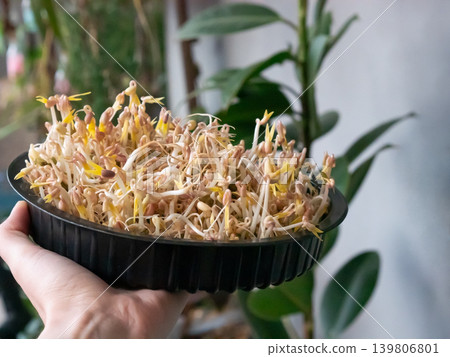 Woman holding a black container full of fresh mung bean sprouts. Healthy food ingredient for cooking during a vegetarian diet. Woman holding a black container full of fresh mung bean sprouts. Healthy food ingredient for cooking during a vegetarian diet. 139806801