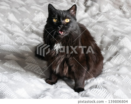 Black domestic cat sitting on a bed and looking at the camera with its mouth slightly open. Pet animal with yellow eyes on cozy white blanket at home. Black domestic cat sitting on a bed and looking at the camera with its mouth slightly open. Pet animal with yellow eyes on cozy white blanket at home. 139806804