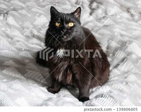 Black fluffy cat with yellow eyes sitting on a gray blanket. Adorable pet portrait for animal welfare promotion. 139806805