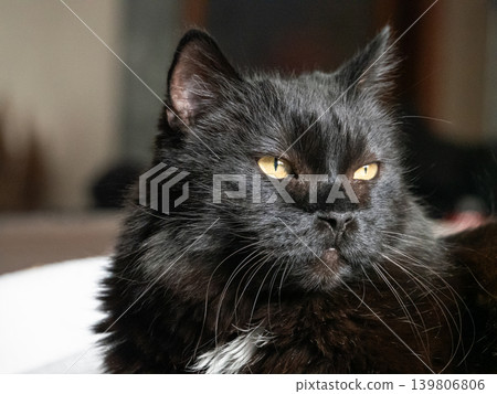 Black furry domestic cat with bright yellow eyes staring intently. Close-up portrait of a pet animal, feline companion, or housecat concept. Black furry domestic cat with bright yellow eyes staring intently. Close-up portrait of a pet animal, feline companion, or housecat concept. 139806806