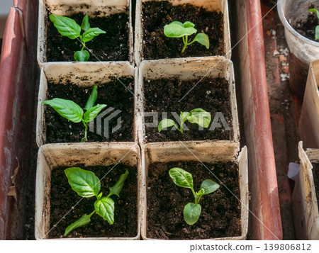 Many green young seedlings in small square pots. Home gardening and growth concept for horticulture cultivation. Many green young seedlings in small square pots. Home gardening and growth concept for horticulture cultivation. 139806812