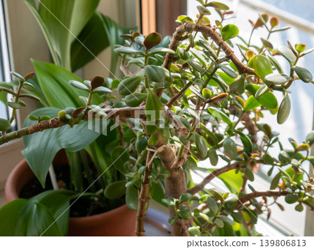 Crassula ovata plant with thick green leaves and brown stems. Houseplant for indoor decoration. Growth and nature concept. Crassula ovata plant with thick green leaves and brown stems. Houseplant for indoor decoration. Growth and nature concept. 139806813