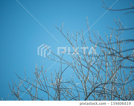 Bare tree branches with small buds against a clear blue sky. Symbol of early spring, new life, hope and refreshing season concept. Bare tree branches with small buds against a clear blue sky. Symbol of early spring, new life, hope and refreshing season concept. 139806819